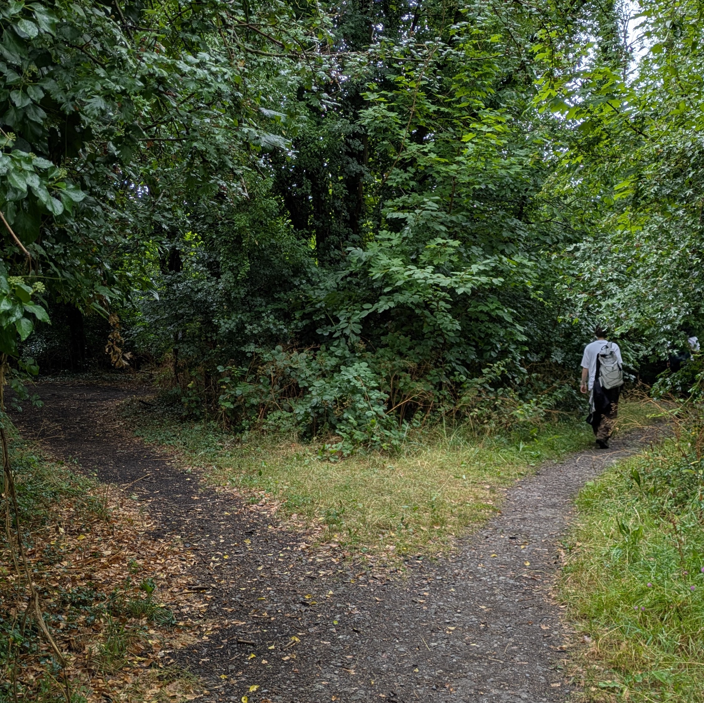 forking paths in a forest