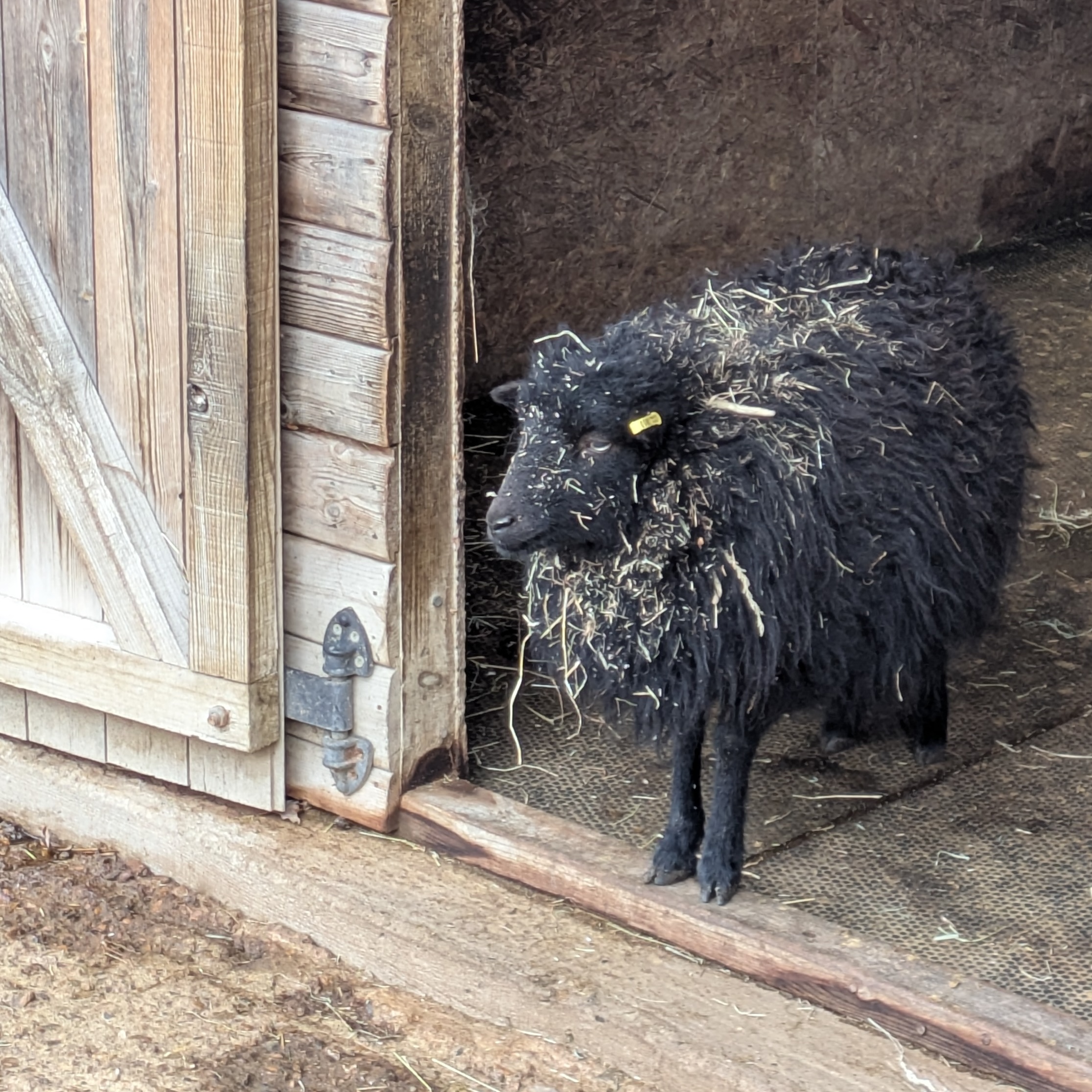 tiny black sheep covered in hay at a stable door